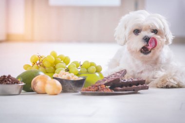 Küçük köpek ve ona zehirli gıda