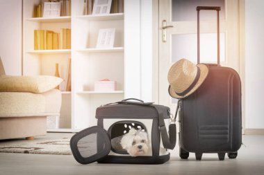 Onun taşıyıcı oturan köpek