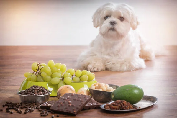 Cão pequeno e comida tóxica para ele — Fotografia de Stock