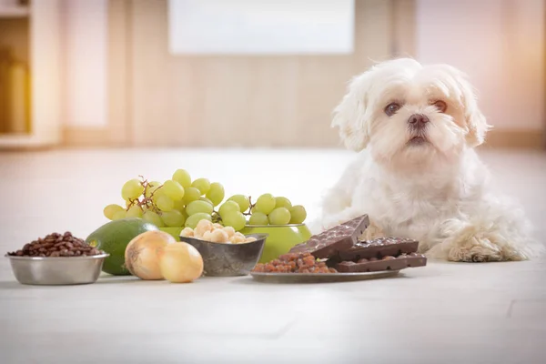 Cão pequeno e comida tóxica para ele — Fotografia de Stock