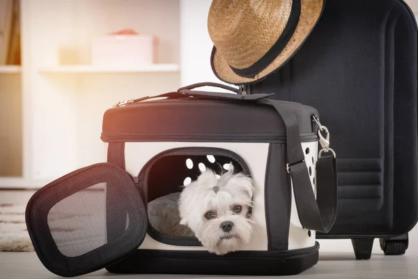 Perro sentado en su transportador — Foto de Stock