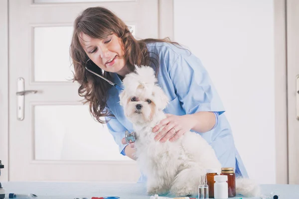 Mujer sonriente veterinario examinar perro con estetoscopio — Foto de Stock