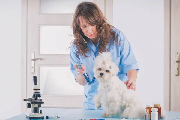 Smiling woman veterinarian examining dog with stethoscope — Stock Photo, Image