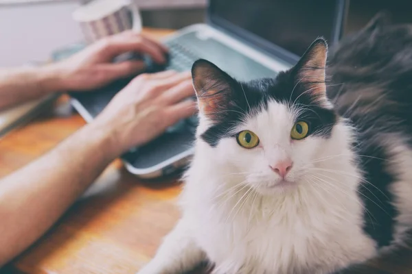 Mann arbeitet am Schreibtisch mit seiner Katze — Stockfoto