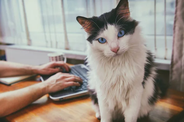 Člověk, který pracoval u stolu s jeho kočka — Stock fotografie