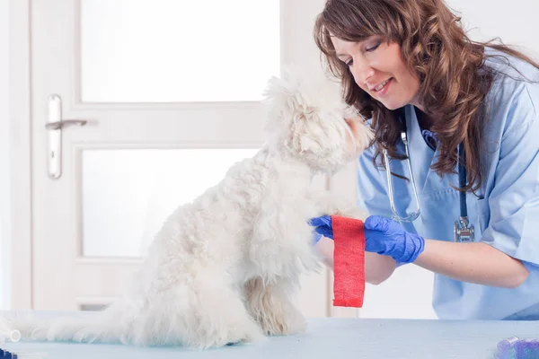 Mulher sorridente veterinário coloca uma bandagem na pata do cão — Fotografia de Stock