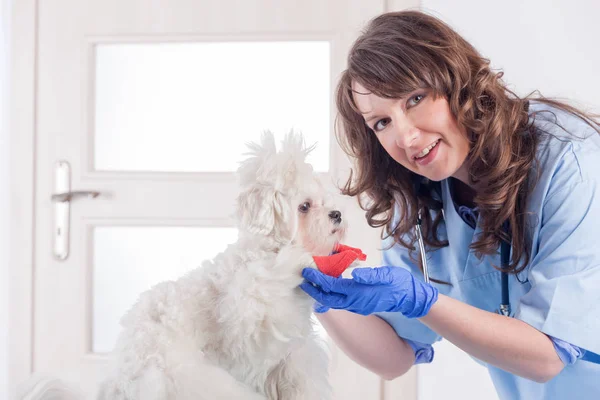 Улыбающаяся женщина ветеринар накладывает повязку на лапу собаки — стоковое фото
