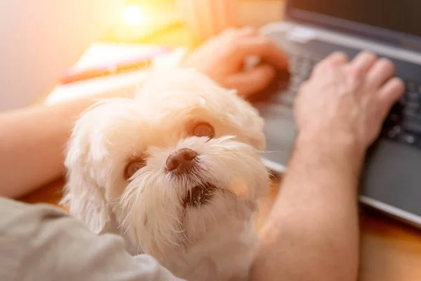 Trabajar con el perro en casa — Foto de Stock