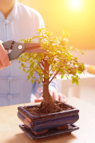 Creciendo pequeño árbol bonsái —  Fotos de Stock