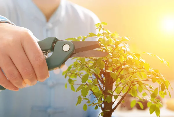 Kleiner Bonsai-Baum wächst — Stockfoto