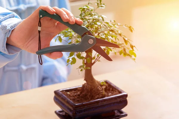 Groeiende kleine bonsai boom — Stockfoto