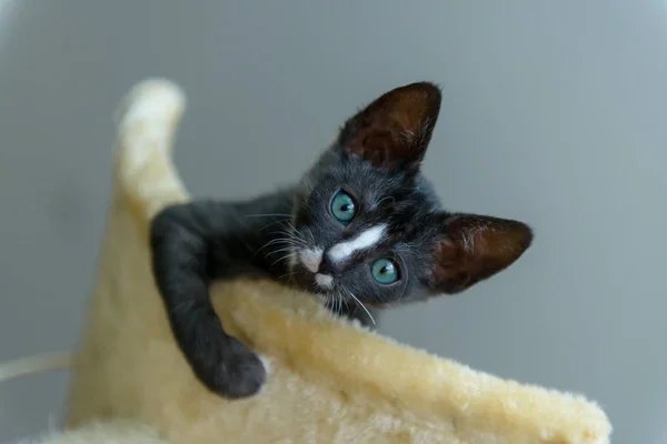 Young kitten playing on scratcher — ストック写真