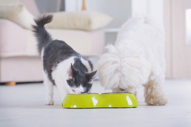 Dog and cat eating food from a bowl clipart