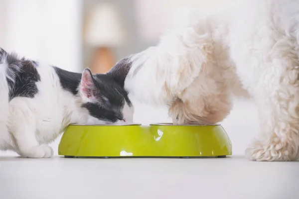 Cão e gato comendo comida de uma tigela — Fotografia de Stock