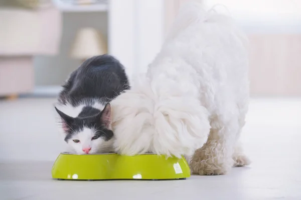 Cão e gato comendo comida de uma tigela — Fotografia de Stock