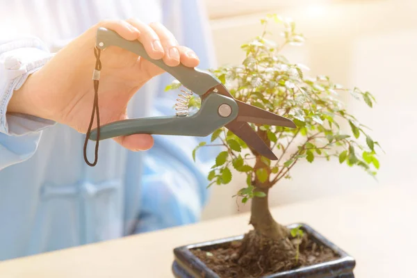 Kleiner Bonsai-Baum wächst — Stockfoto