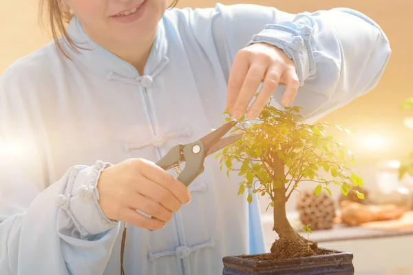 Creciendo pequeño árbol bonsái —  Fotos de Stock