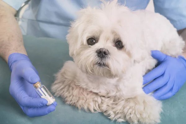 Homöopathie für den Hund — Stockfoto