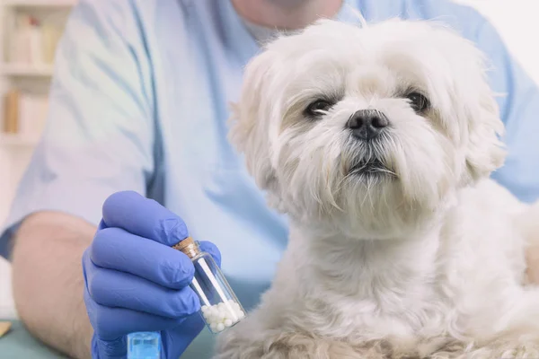 Homeopati için bir köpek — Stok fotoğraf