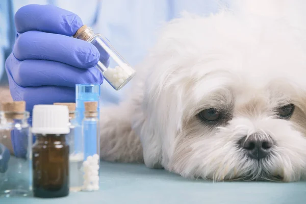 Homeopathy for a dog — Stock Photo, Image
