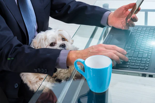 Trabajar con el perro en casa u oficina —  Fotos de Stock