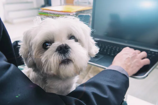 Práce se psem doma nebo v kanceláři — Stock fotografie