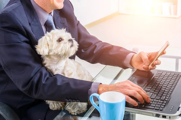 Εργασία με σκύλο στο σπίτι ή το γραφείο — Φωτογραφία Αρχείου