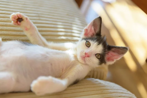 Junges Kätzchen spielt auf Sofa — Stockfoto