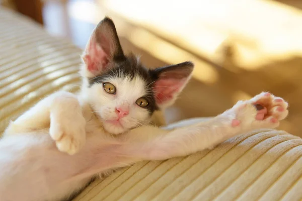 Młody kotek bawiący się na kanapie — Zdjęcie stockowe