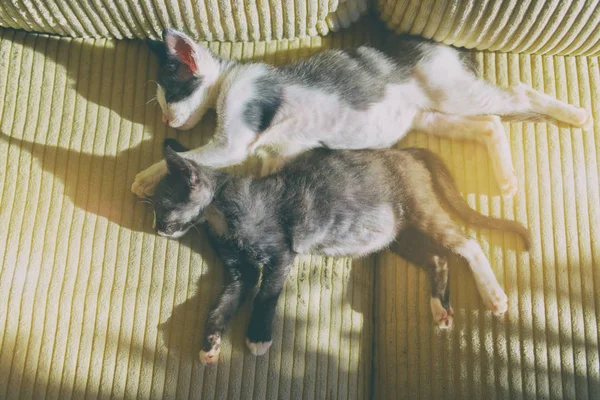 Kanepede uyuyan iki yavru kedi. — Stok fotoğraf