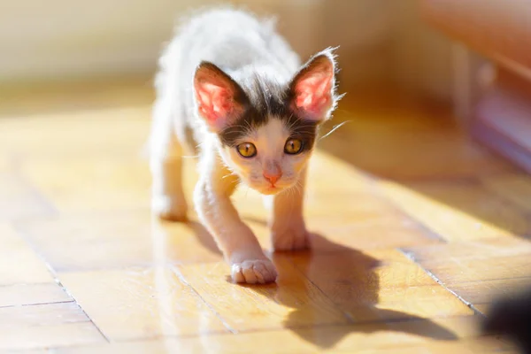 Young kitten playing at home — 스톡 사진