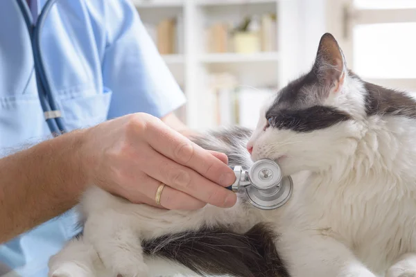 Veterinario examinando un gato — Foto de Stock