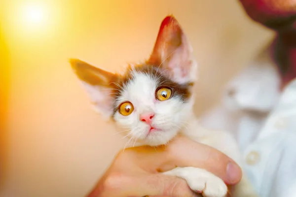 Young kitten on hands of man — 스톡 사진