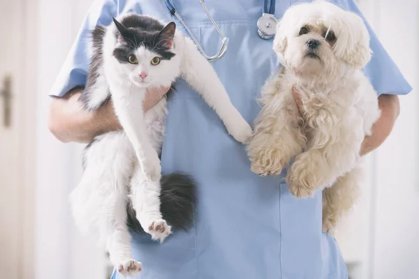 Veterinär med hund och katt — Stockfoto