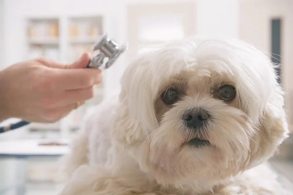 Pequeno cão maltês no escritório veterinário — Fotografia de Stock