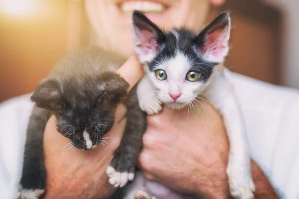 İki genç kedi bir adamın ellerinde. — Stok fotoğraf