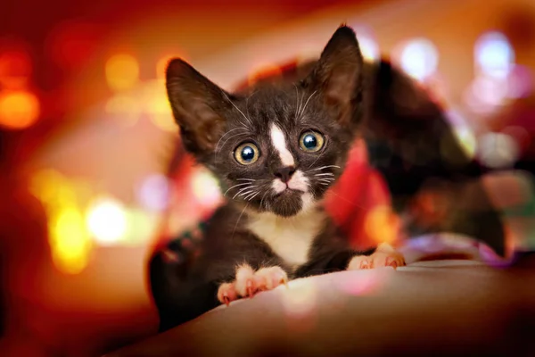 Joven gatito adoptado de refugio —  Fotos de Stock