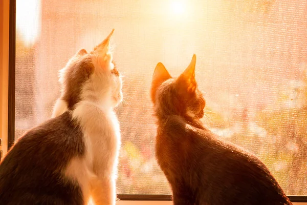 Katzen sitzen im Fenster — Stockfoto