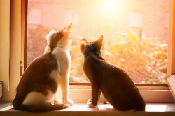 Cats sitting in window — Stock Photo, Image