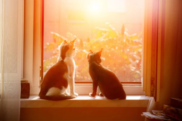 Koty siedzące w oknie — Zdjęcie stockowe