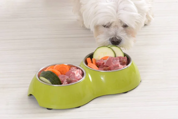 Собака їсть натуральну їжу з миски — стокове фото