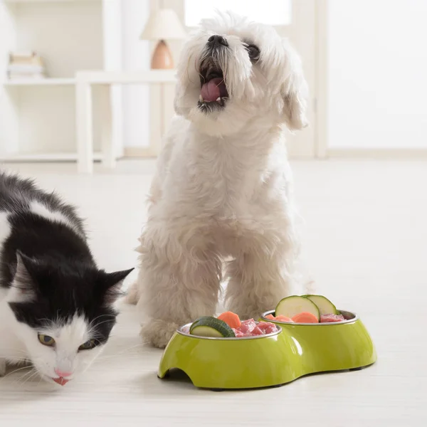 Perro y gato comiendo comida natural de un tazón —  Fotos de Stock