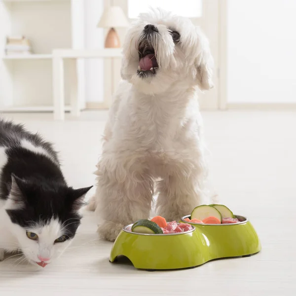 Cão e gato comendo comida natural de uma tigela — Fotografia de Stock