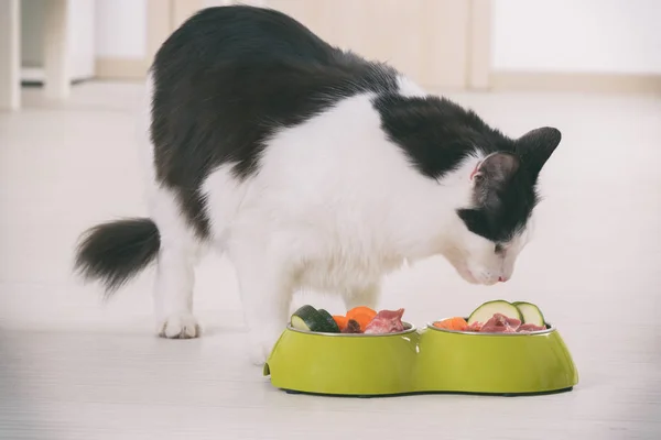 Kat natuurlijke eten uit een kom — Stockfoto