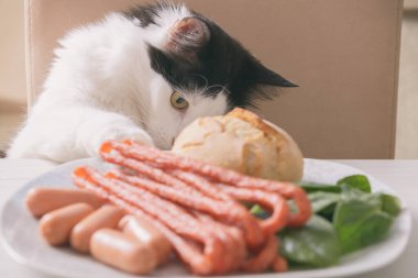 Kedi masadan yemek çalmaya çalışıyor ve kendini yalıyor.
