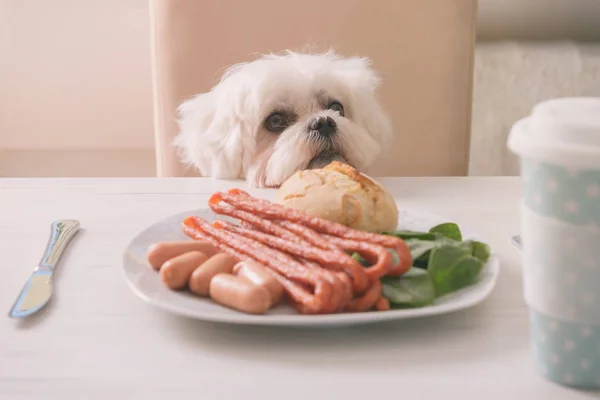 Lindo Perro Blanco Maltés Sentado Una Silla Mesa Pidiendo Comida —  Fotos de Stock