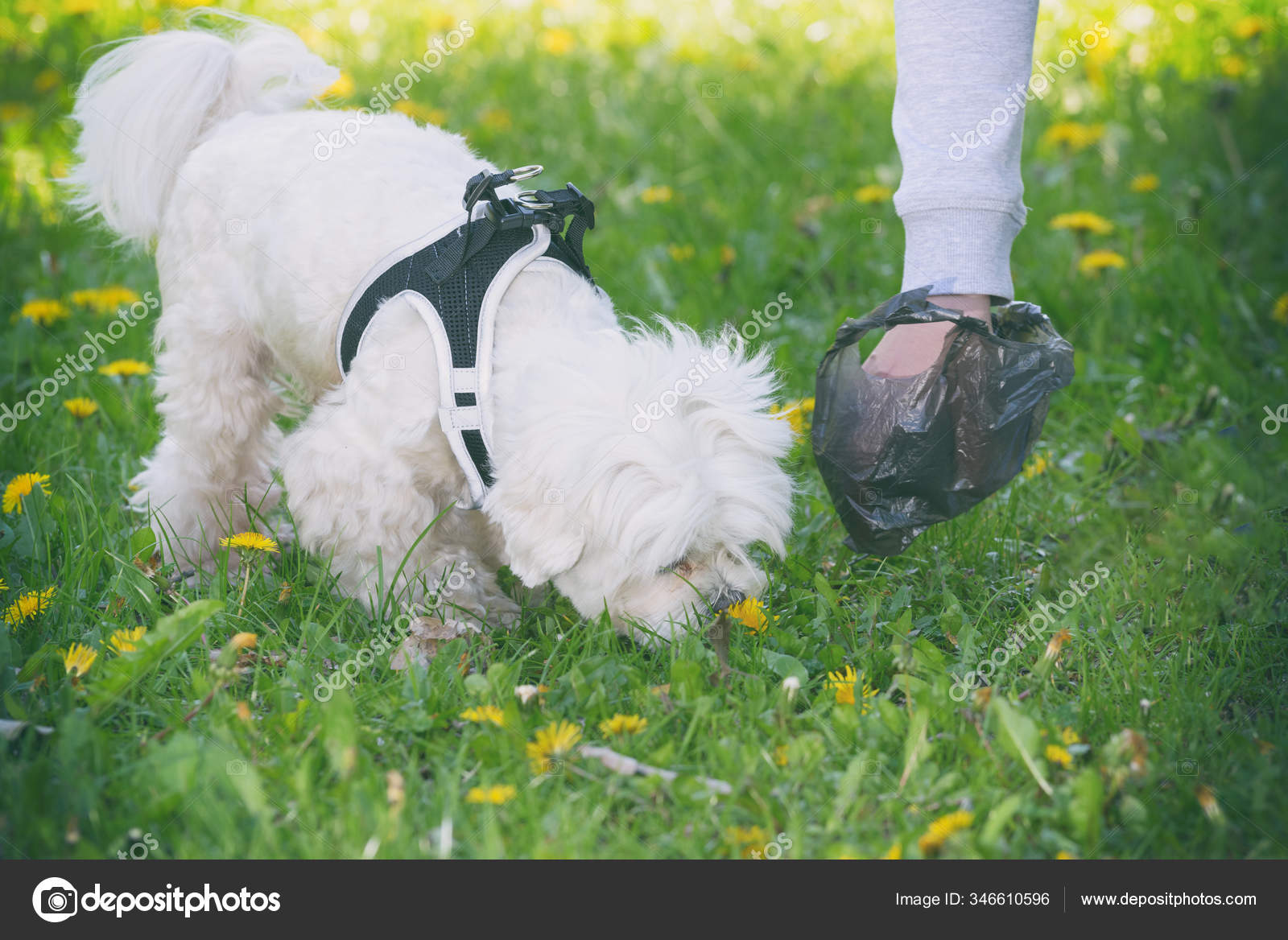 dog cleaning bag