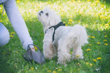 Plastik torba ile köpek sonra temizlik sahibi