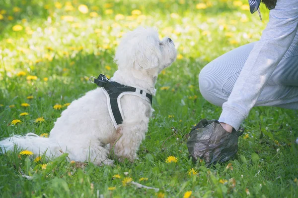 Propietario Limpieza Después Del Perro Con Bolsa Plástico — Foto de Stock