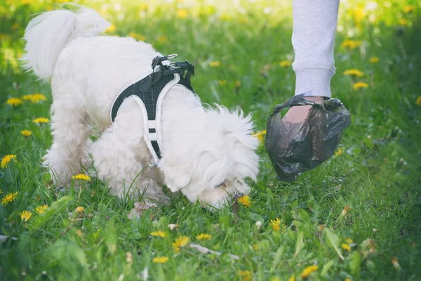 Besitzerin Räumt Nach Hund Mit Plastiktüte Auf — Stockfoto